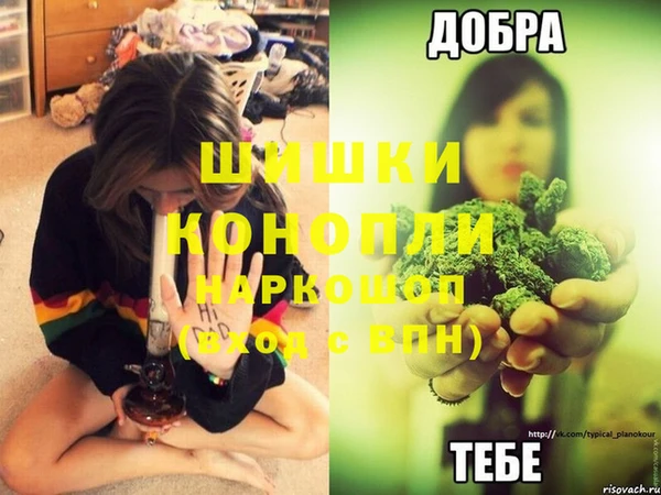 прущие грибы Богданович