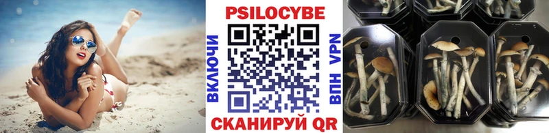 Псилоцибиновые грибы Cubensis  Купить закладки  Курчалой 